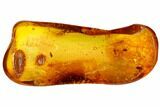 Two Fossil Craneflies (Diptera) In Baltic Amber #109506-1